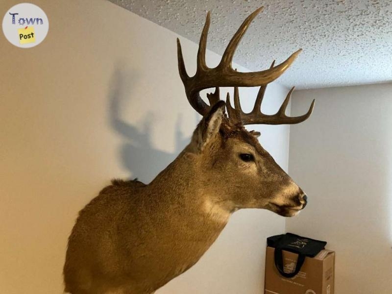 White Tail Deer Mount - 4 - 1085764-1726854492_2