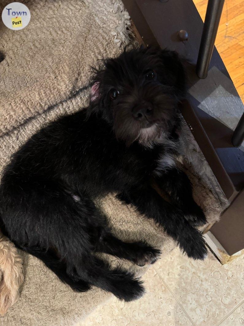 Schnoodle (Toy) - 1 - 1087036-1727221066