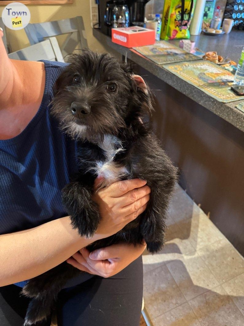 Schnoodle (Toy) - 3 - 1087036-1727221066_1