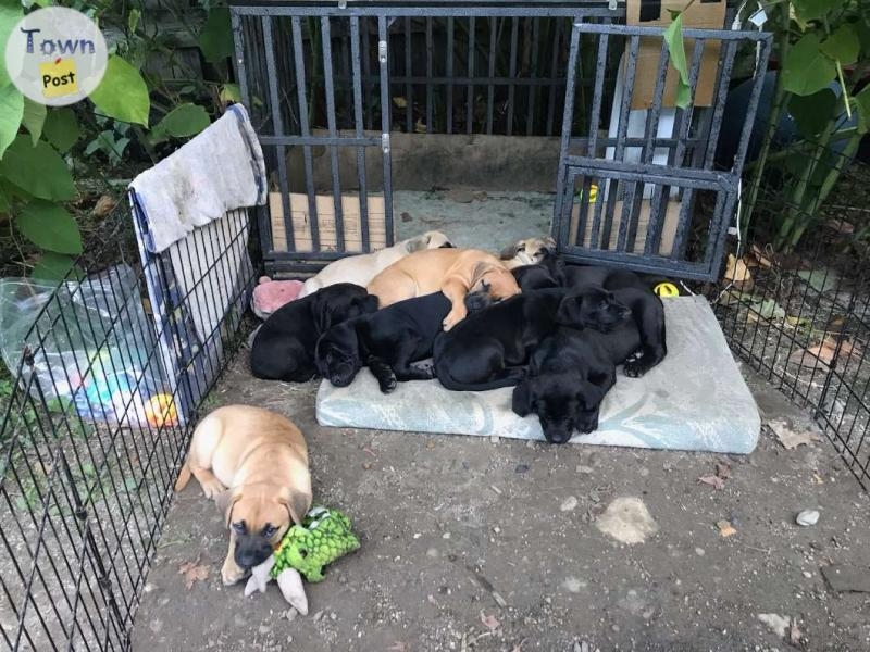 13 week old puppies for sale - 1 - 1087762-1727422390