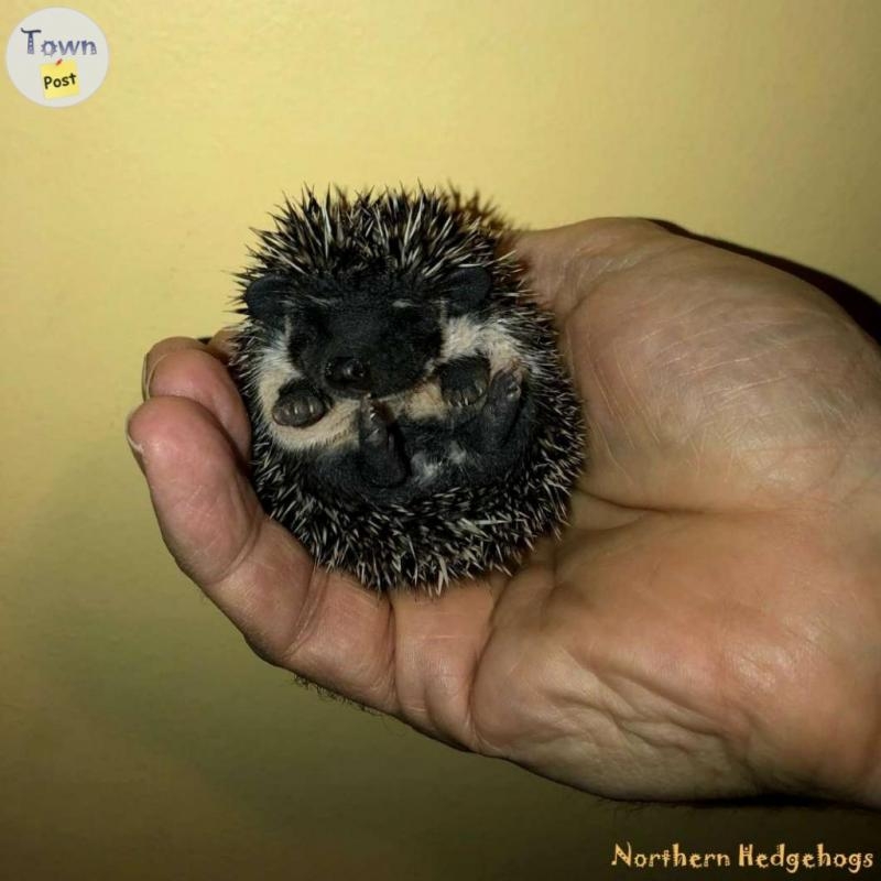 Baby Hedgehogs from a local Ethical Breeder - 1 - 1089594-1727892010