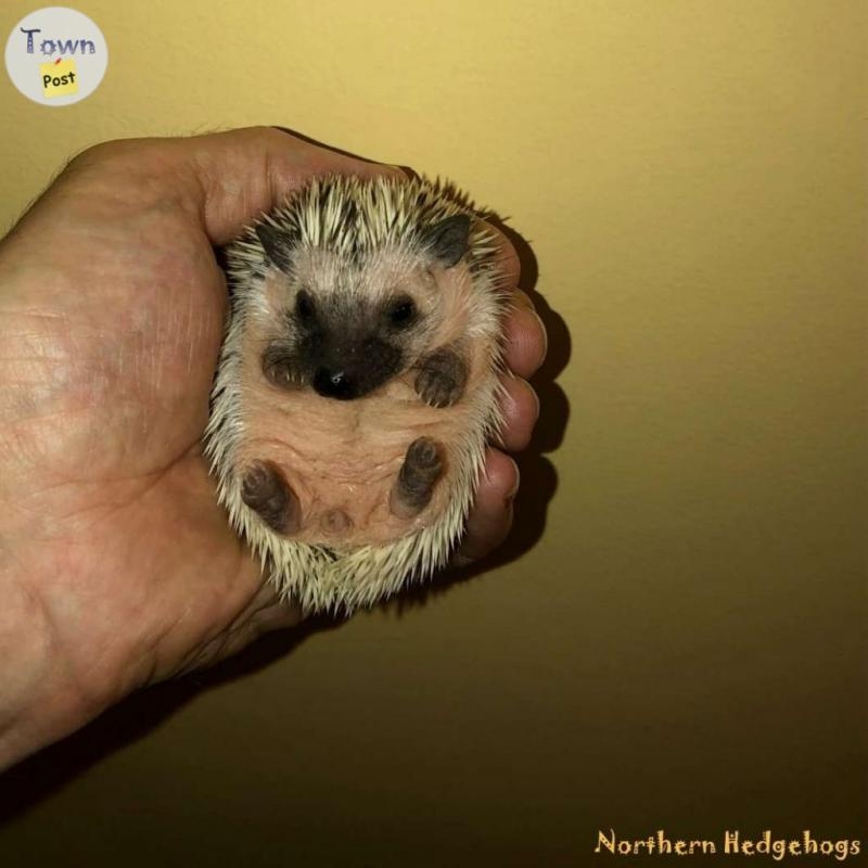 Baby Hedgehogs from a local Ethical Breeder - 2 - 1089594-1727892010_0