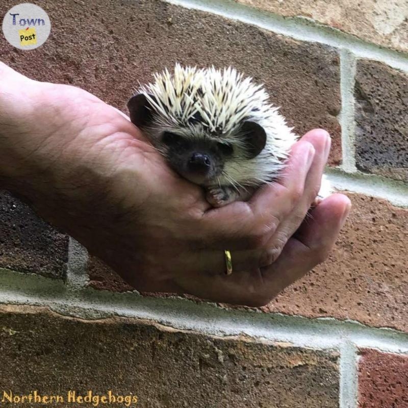 Baby Hedgehogs from a local Ethical Breeder - 3 - 1089594-1727892010_1