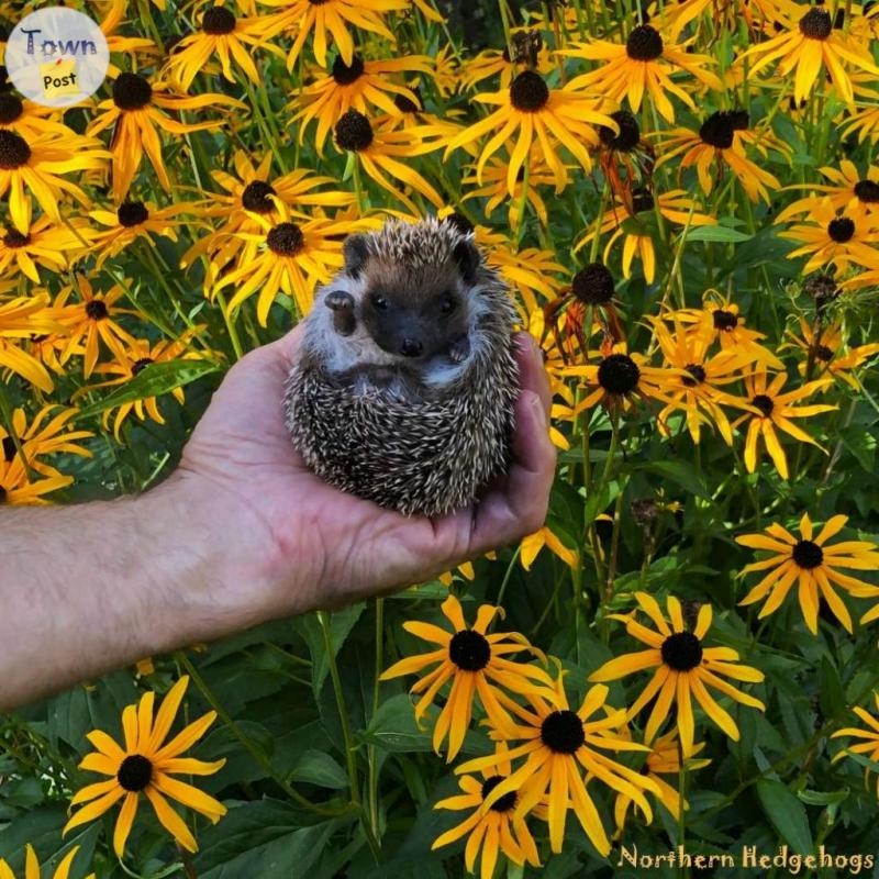 Baby Hedgehogs from a local Ethical Breeder - 4 - 1089594-1727892010_2