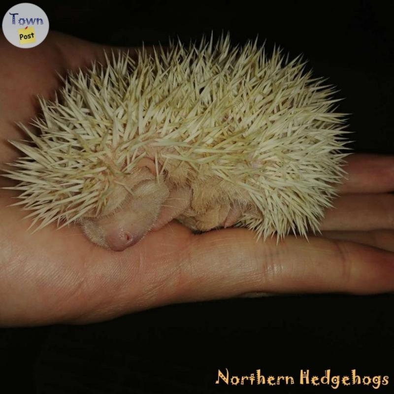 Baby Hedgehogs from a local Ethical Breeder - 5 - 1089594-1727892010_3