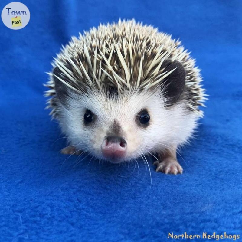 Baby Hedgehogs from a local Ethical Breeder - 6 - 1089594-1727892010_4