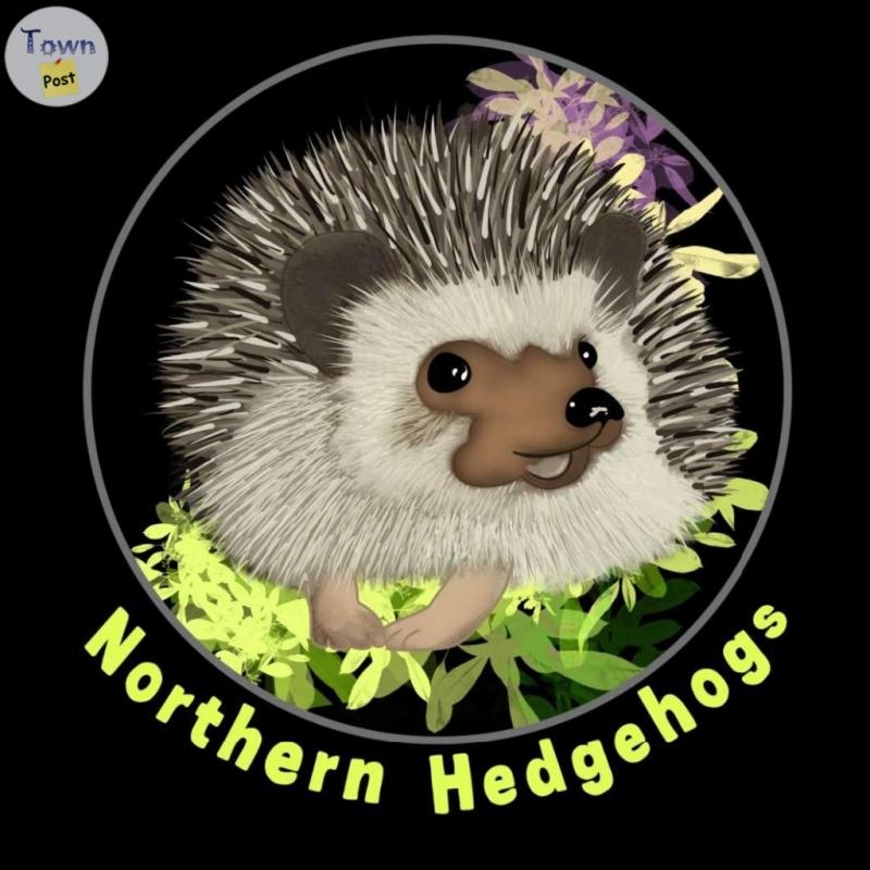 Baby Hedgehogs from a local Ethical Breeder - 7 - 1089594-1727892010_5