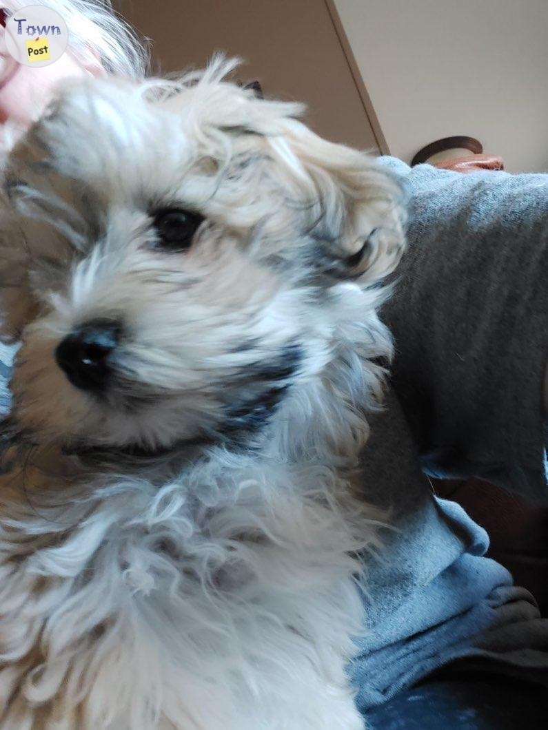 Havanese male pups - 3 - 1089606-1727893823_1