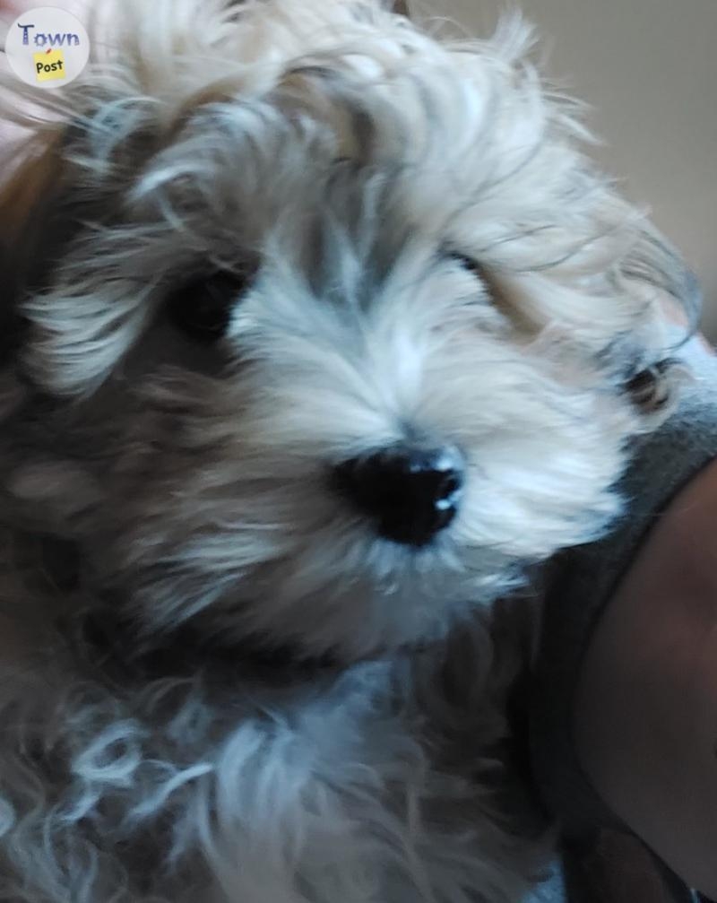 Havanese male pups - 4 - 1089606-1727893823_2