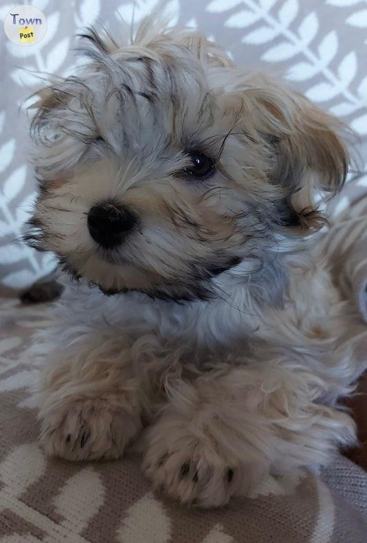 Havanese male pups - 5 - 1089606-1727893823_3