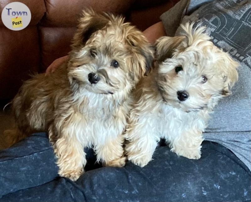 Havanese male pups - 7 - 1089606-1727893823_5