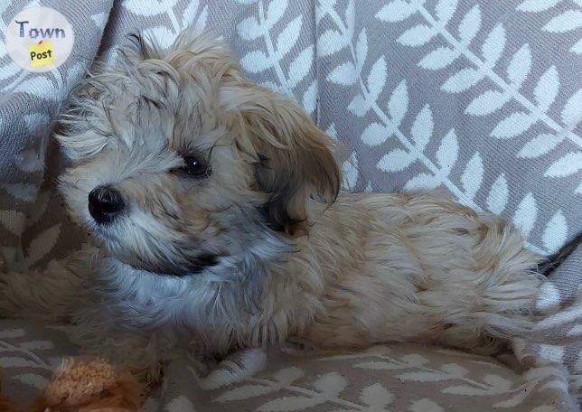 Havanese male pups - 9 - 1089606-1727893823_7