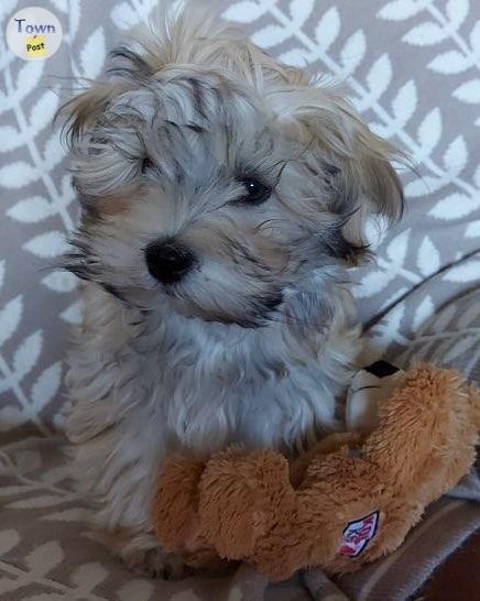 Havanese male pups - 10 - 1089606-1727893823_8