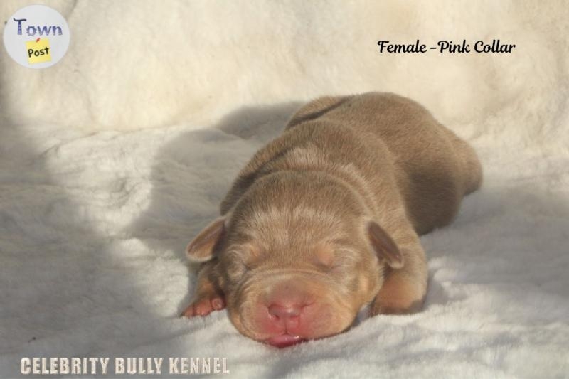 Imported bloodline XL Bully Puppies  - 3 - 1091153-1728252319