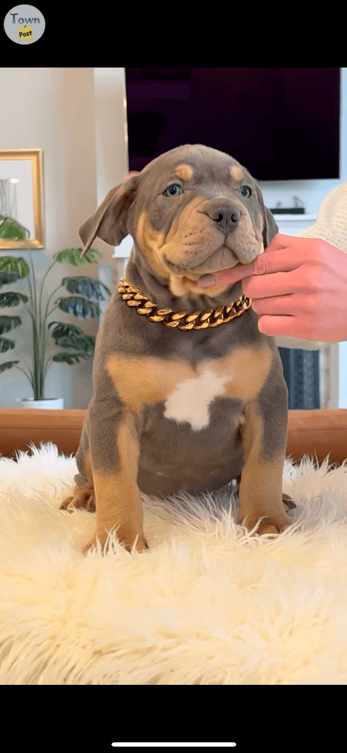 Imported bloodline XL Bully Puppies  - 2 - 1091153-1728252319_0