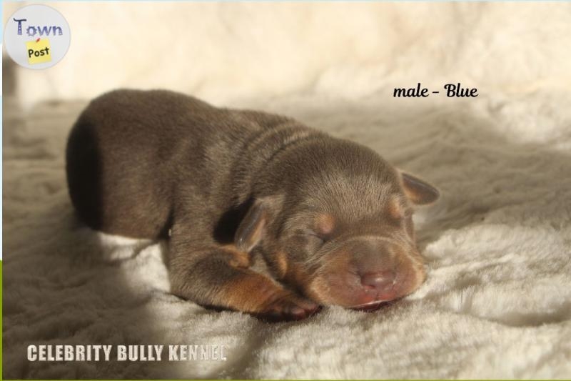 Imported bloodline XL Bully Puppies  - 5 - 1091153-1728252319_1