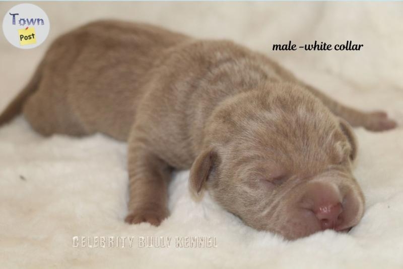 Imported bloodline XL Bully Puppies  - 8 - 1091153-1728252319_4