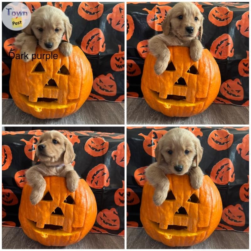 Golden Retriever puppies  - 4 - 1091781-1728415425_2