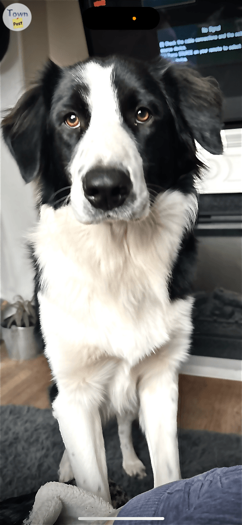 Wyatt/ 2 year old Male Purebred Border Collie - 1 - 1093095-1728769080