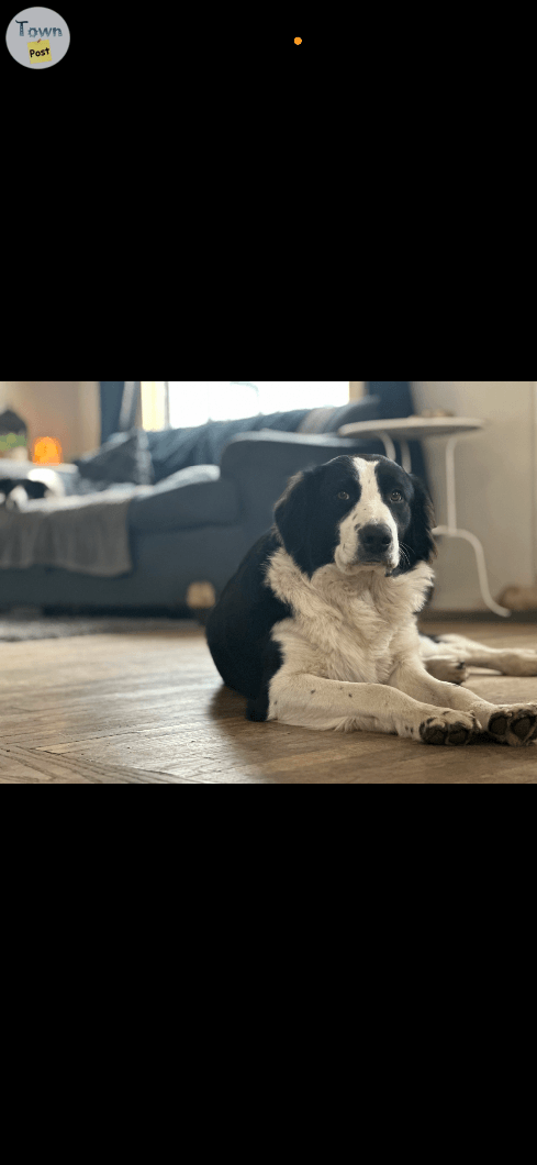 Wyatt/ 2 year old Male Purebred Border Collie - 2 - 1093095-1728769080_0