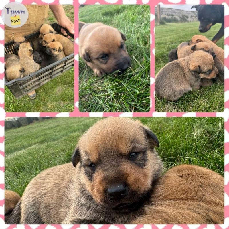 Belgian Shepherd + Rottweiler Cross Puppies for Sale - 1 - 1097312-1729864193