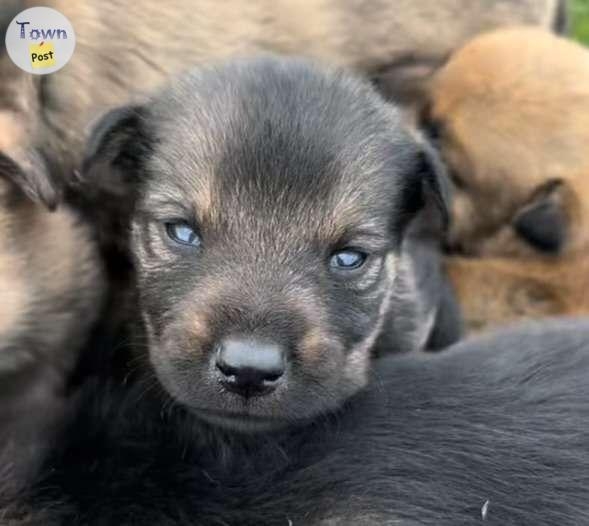 Belgian Shepherd + Rottweiler Cross Puppies for Sale - 2 - 1097312-1729864193_0