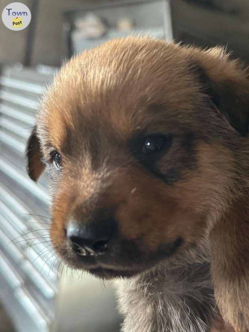 Belgian Shepherd + Rottweiler Cross Puppies for Sale - 3 - 1097312-1729864193_1