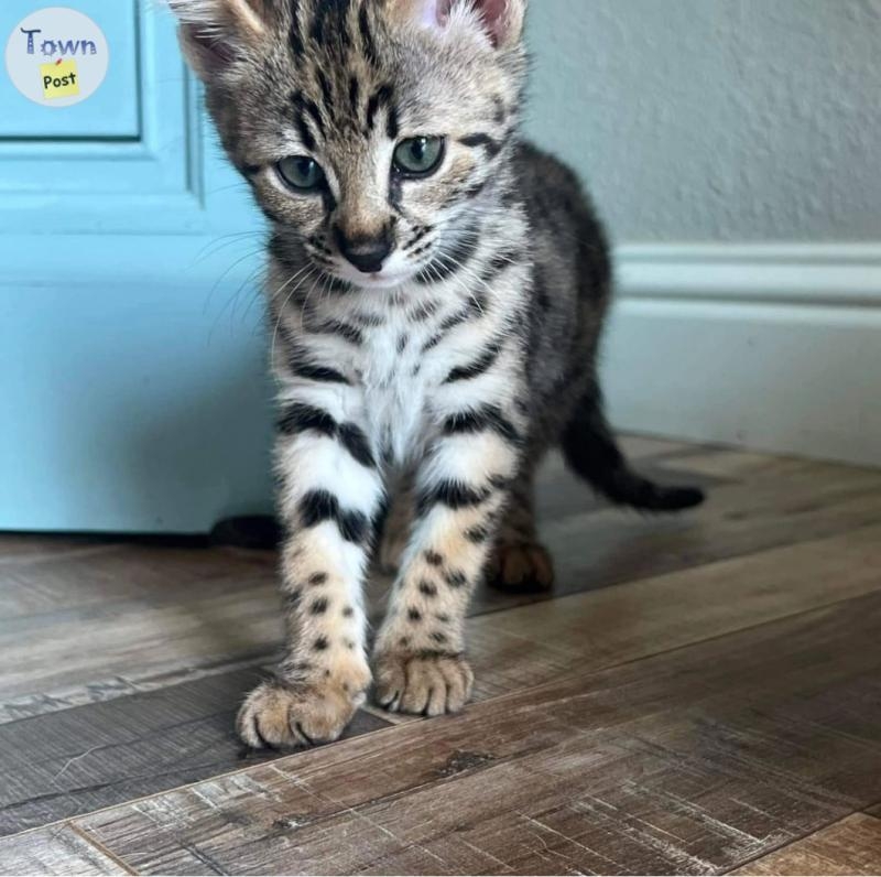 Brown Charcoal Bengal Kittens - 2 - 1098019-1730054562_0