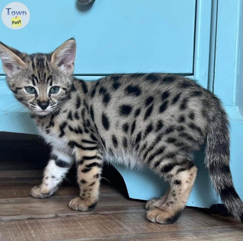 Brown Charcoal Bengal Kittens - 3 - 1098019-1730054562_1