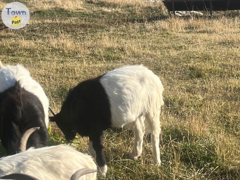 Goat for sale  - 2 - 1098483-1730144051_0