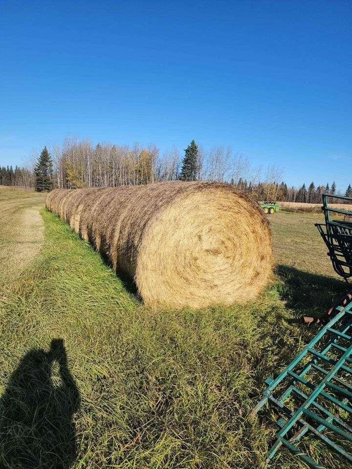 Hay for Sale - 1 - 1100151-1730573502