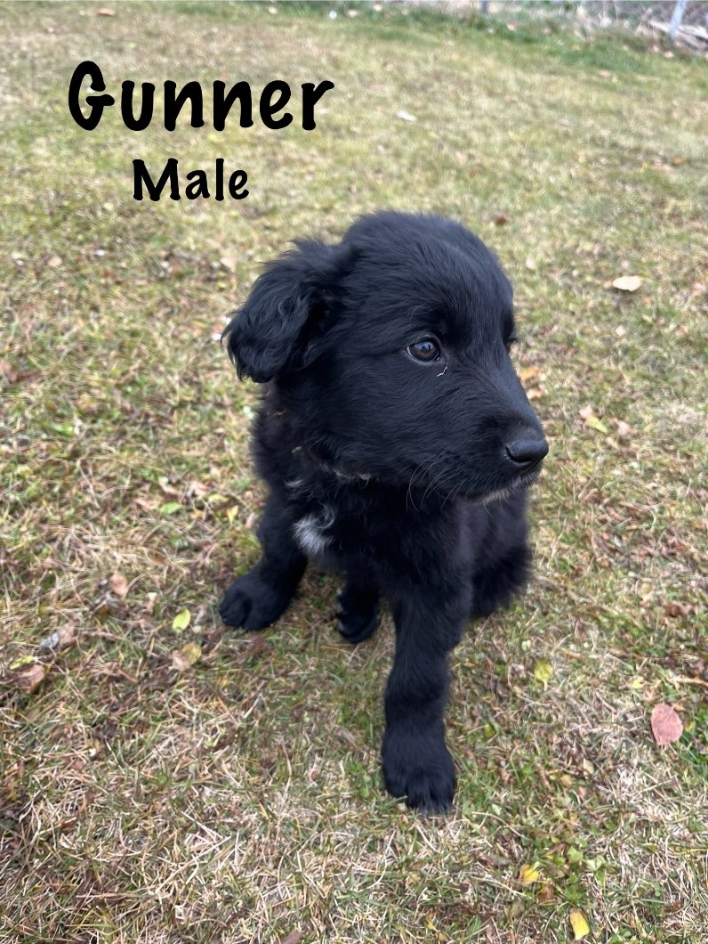 Golden Retriever/Collie Cross Puppies - 3 - 1100336-1730609312_2