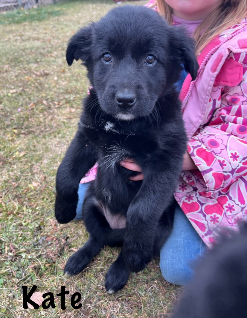 Golden Retriever/Collie Cross Puppies - 5 - 1100336-1730609498