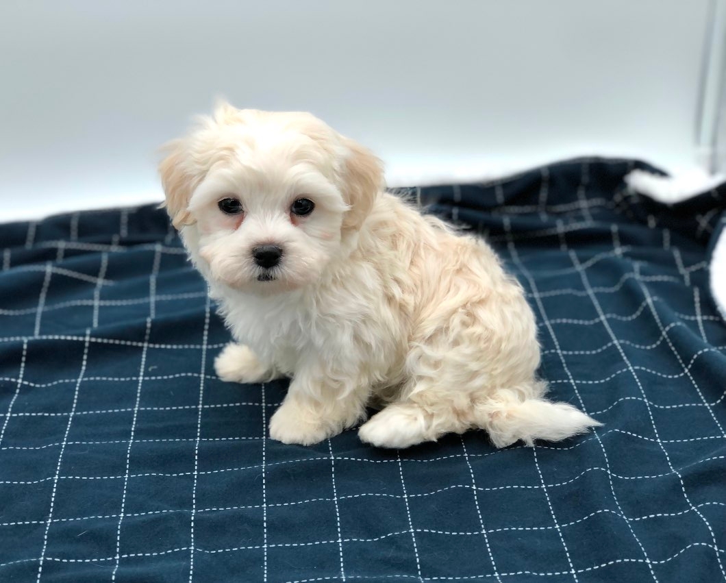 Teddy Bear SHICHON PUPPIES!! - 1 - 1101143-1731876280