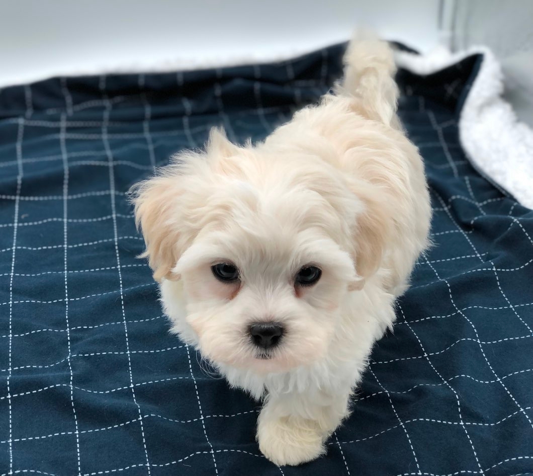 Teddy Bear SHICHON PUPPIES!! - 2 - 1101143-1731876280_0