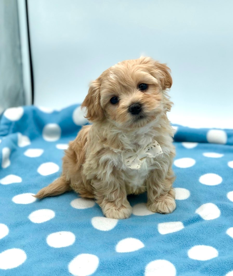 Teddy Bear SHICHON PUPPIES!! - 7 - 1101143-1731876280_5