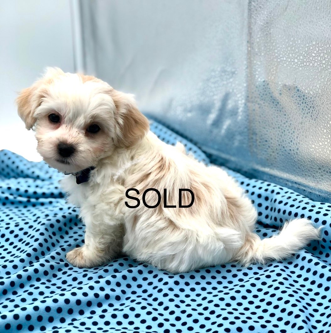 Teddy Bear SHICHON PUPPIES!! - 9 - 1101143-1731876280_7