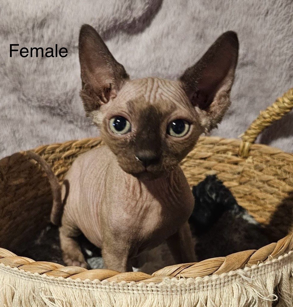 Sphinx Kittens - 2 - 1101558-1730916637_0