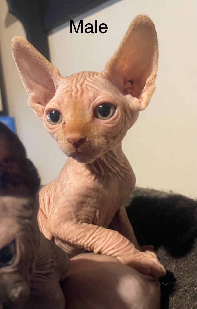 Sphinx Kittens - 5 - 1101558-1730916637_3