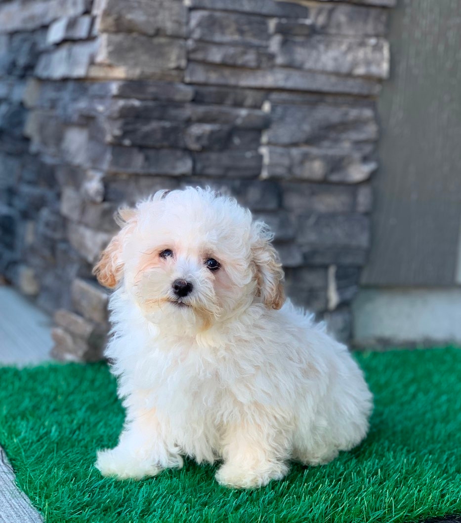 Maltipoo puppies - 1 - 1101980-1731946282_15