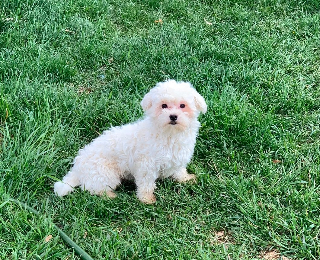 Maltipoo puppies - 6 - 1101980-1731946282_20