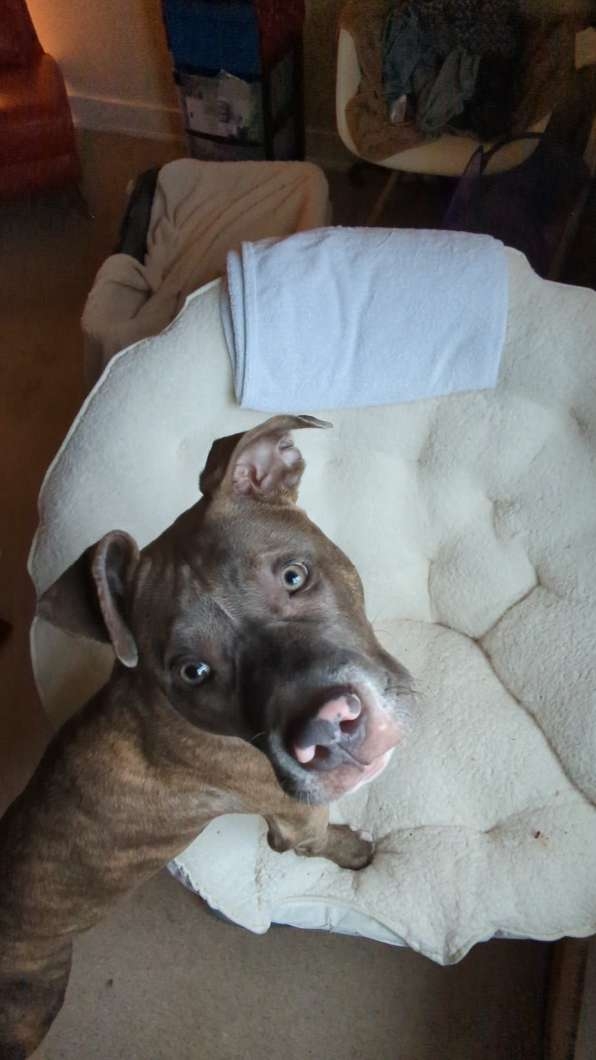 Beautiful, loving bluenose pitbull needs a loving home  - 2 - 1103893-1731478704_1