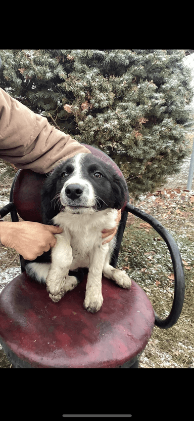 Photo of Border Collie  - 2