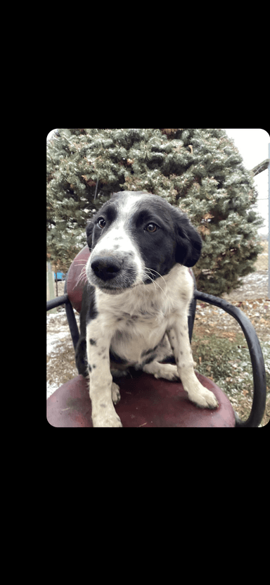 Photo of Border Collie  - 1