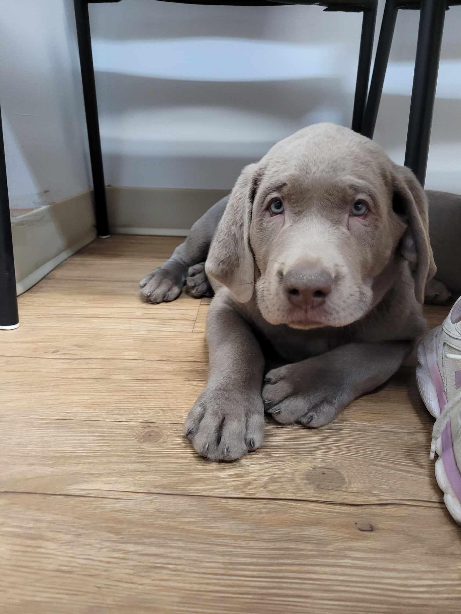 Photo of Silver Labrador Retriever Pups....Ready To Go Now!