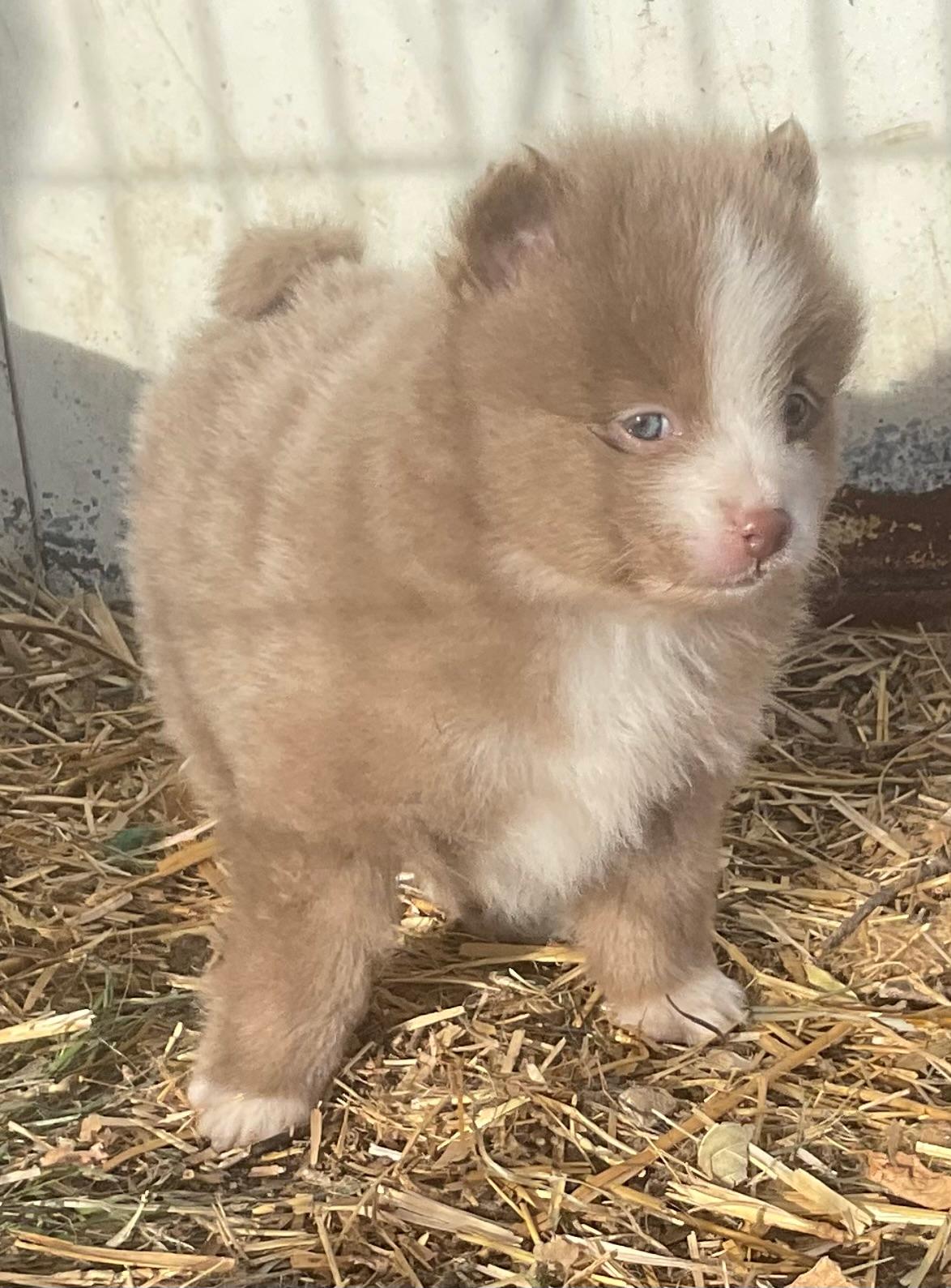 Photo of POMERANIAN PUPPIES.