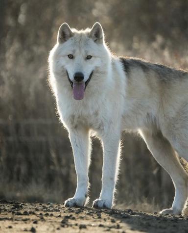 Photo of Arctic Wolfdog Stud (One Time) - 2