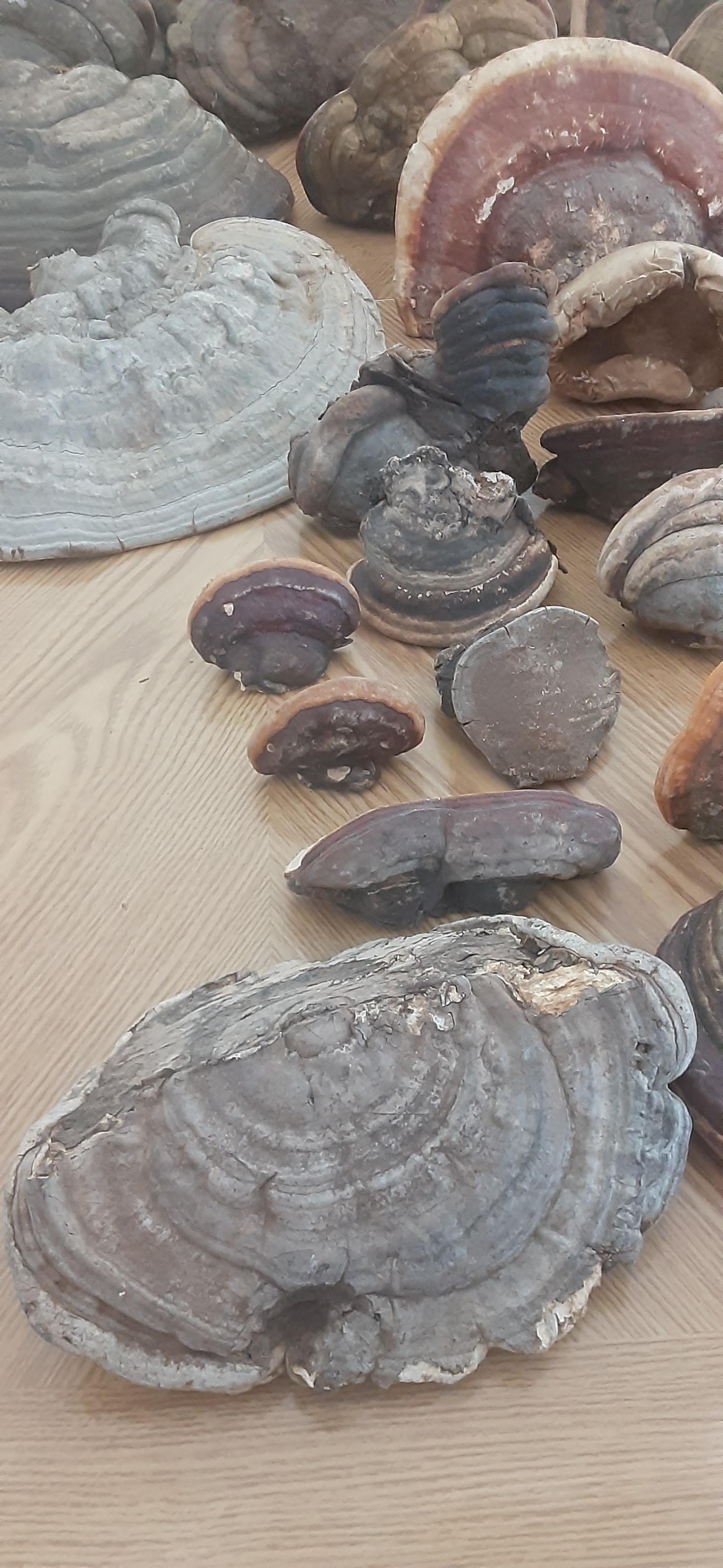 Photo of Boreal forest fungi, various sizes