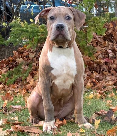 Photo of XL American Bully Puppies, Registered Looking For Homes - 1