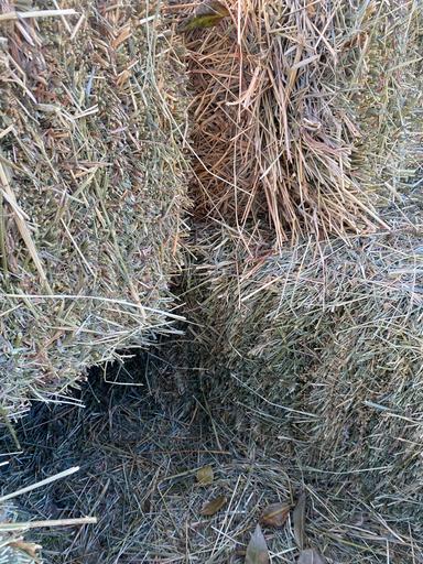 Photo of Square 2024 Hay Bales (Small Qty Pickup Available in Town of Barrhead) - 2